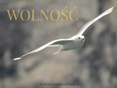 Wolność